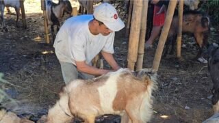 Penjualan Kambing Kurban di Salatiga Lesu, Daya Beli Turun, Pedagang Keluhkan Penurunan Hingga 45 Persen